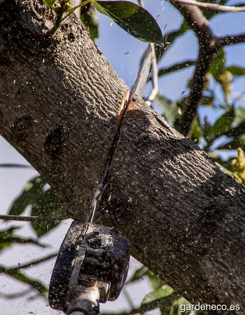 Poda y Tala Sostenible
