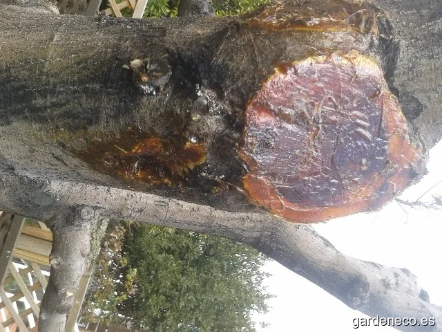 Topjalon Agroambiental