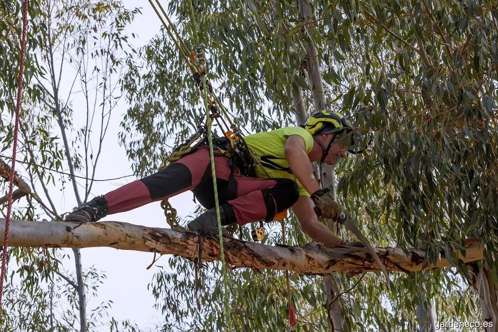 Podas, Talas y Formación Zarza Arboricultura