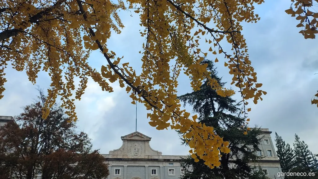 Ginkgo de la Universidad de Navarra. Árbol singular de Pamplona