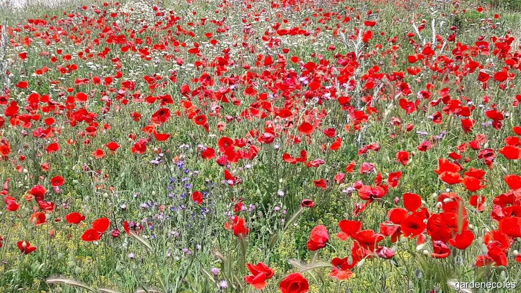 Viversant Caravaca S.L.