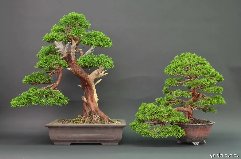 Bonsai Colmenar