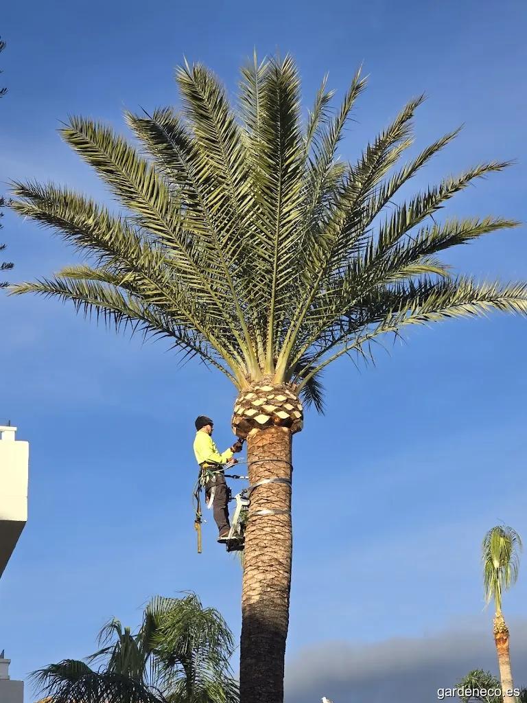 Servicios Raúl Aguiló