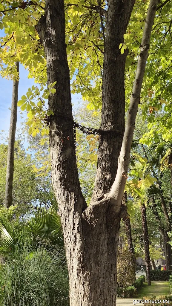 Árbol encadenado