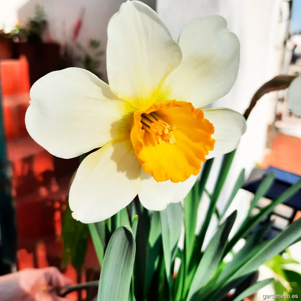 Jardinería My Mano Verde