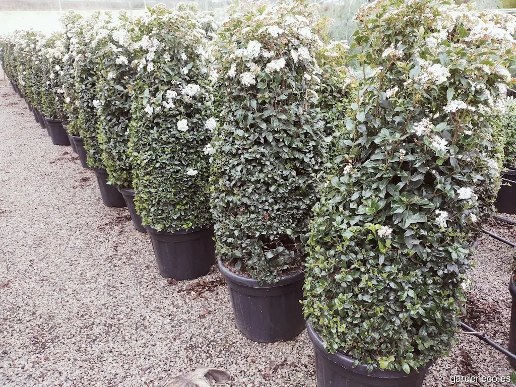 Viveros Plá del Pou