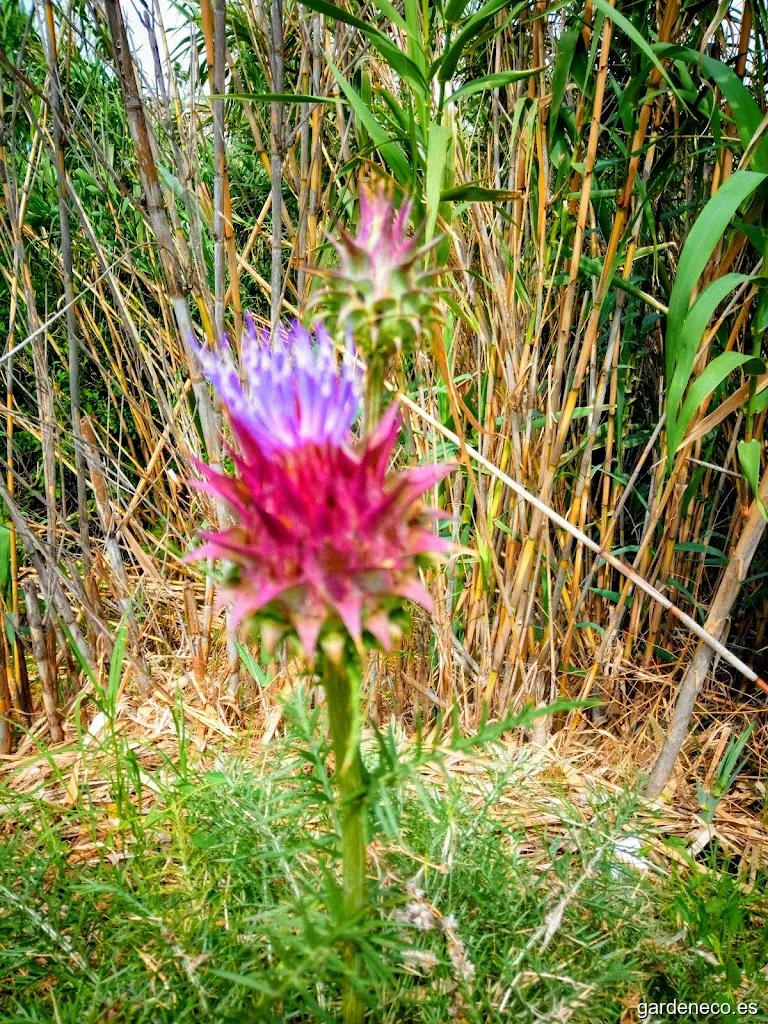 Ajardinamiento laterales de sendero del tejar