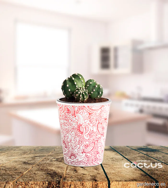Cómprate Un Cactus. Tienda online de cactus y crasas. Plantas suculentas del vivero a tu casa.