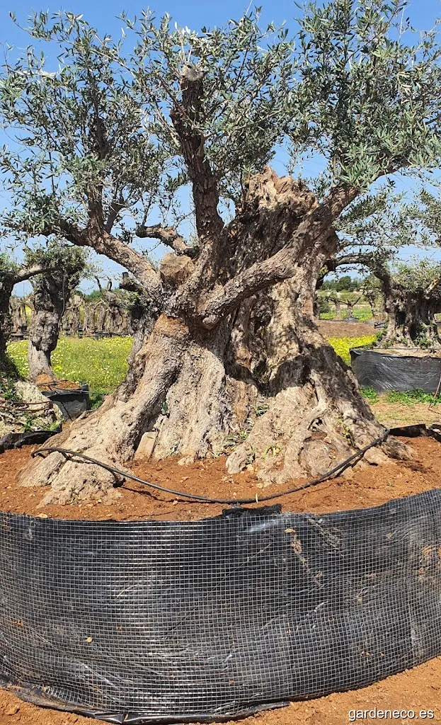 Olivos Mallorca LOWCOST