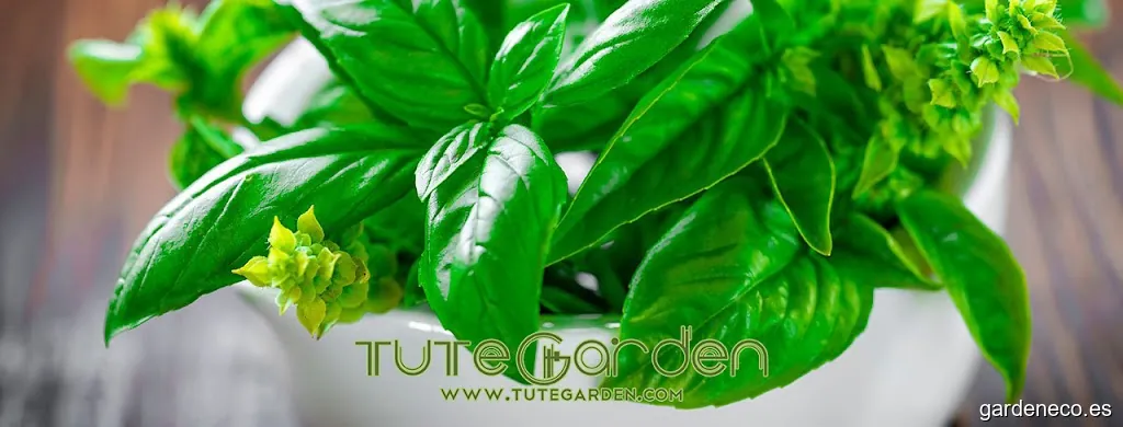 TuteGarden (EUROHAIL S.L.)