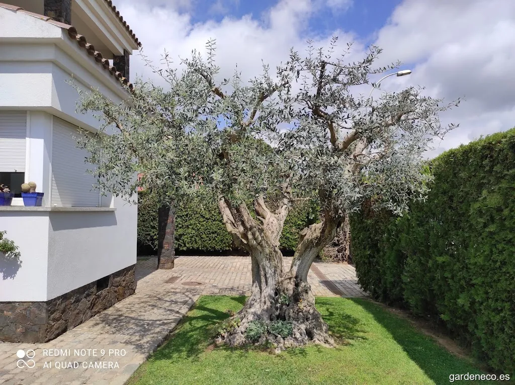 Manel García Mantenimient y construcció de jardins