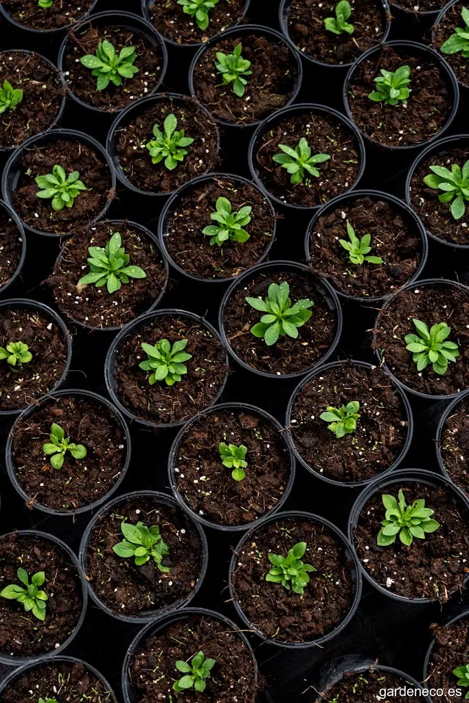 Jacaranda Paisajistas