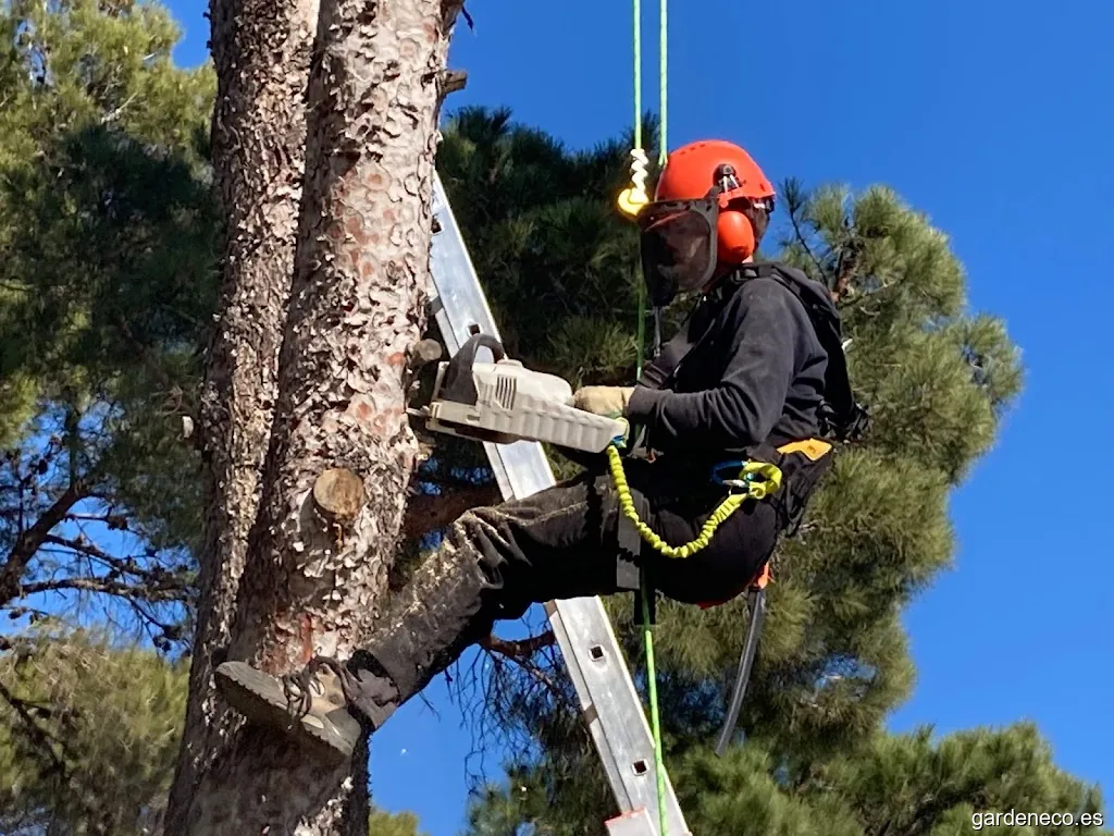 Jardinero Costa Brava - Poda y tala de arboles en altura - Mantenimiento Jardin - KÊPOS