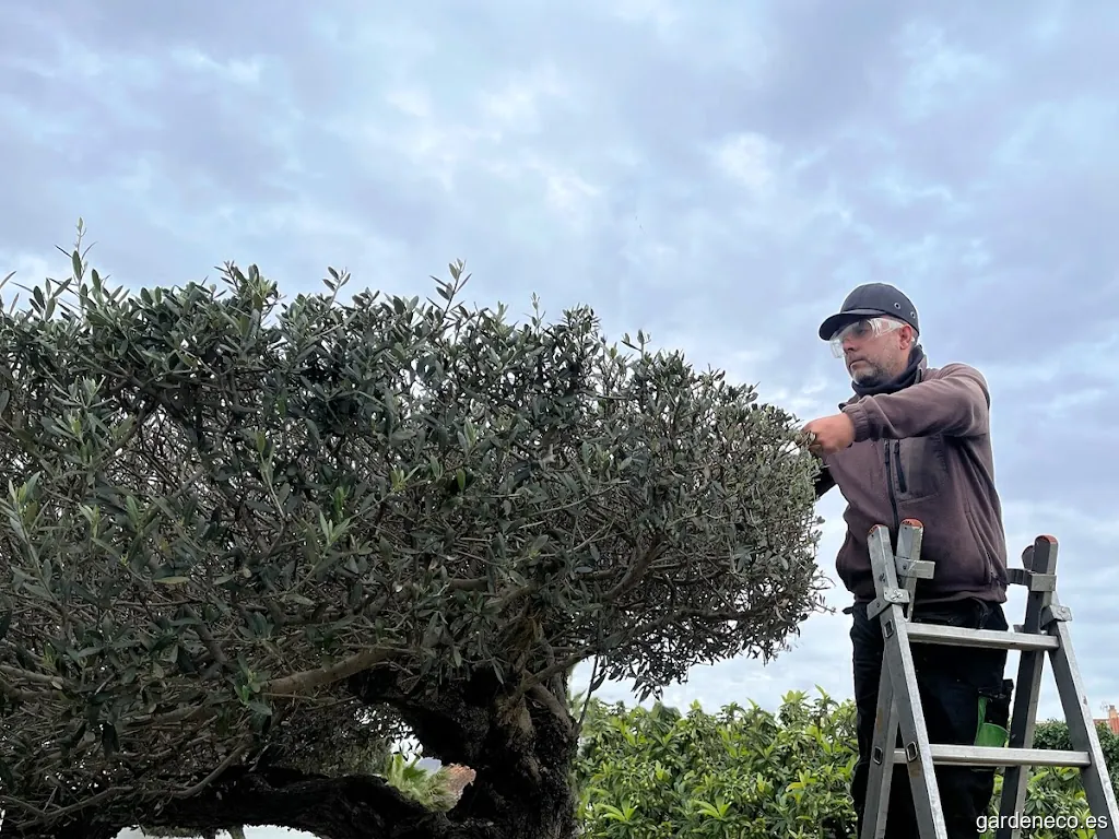MasGarden | Jardinería en Sevilla
