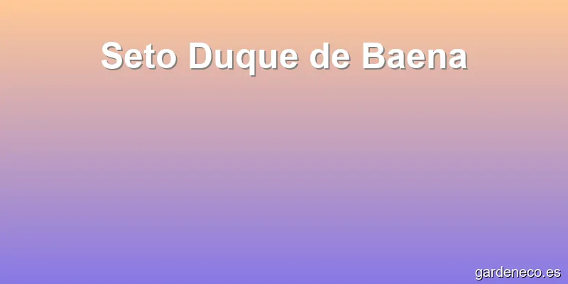 Seto Duque de Baena