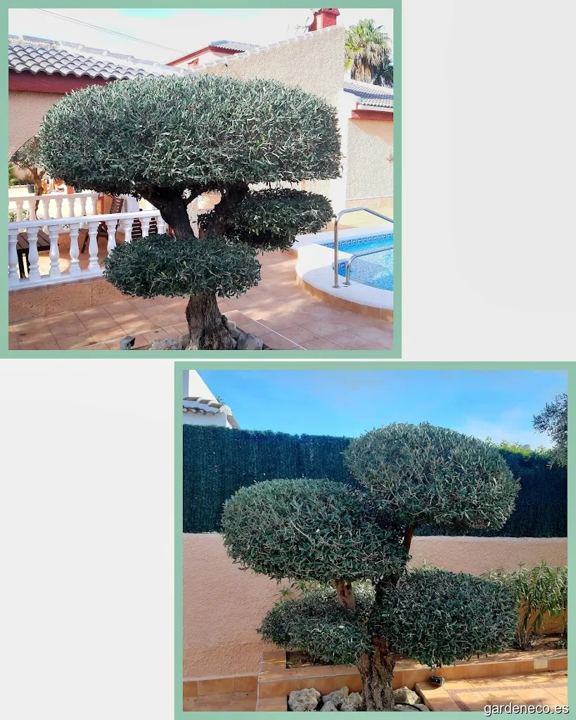 Podas y Talas Mar Menor HS