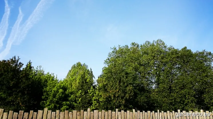 Arbolape Lorezaintza