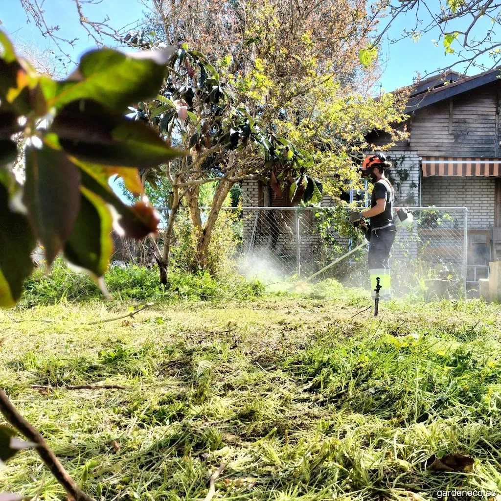 Hibisco Jardinería y mantenimiento