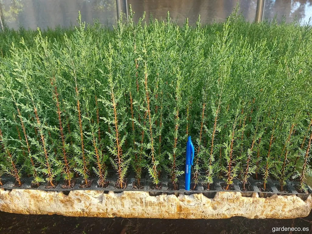 VIVERPLANT SURRAC BENICARLO GARDEN