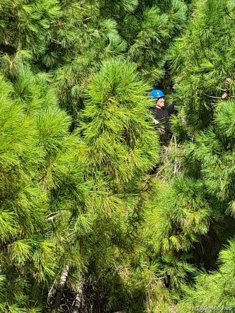 Silver jardineria y poda en altura