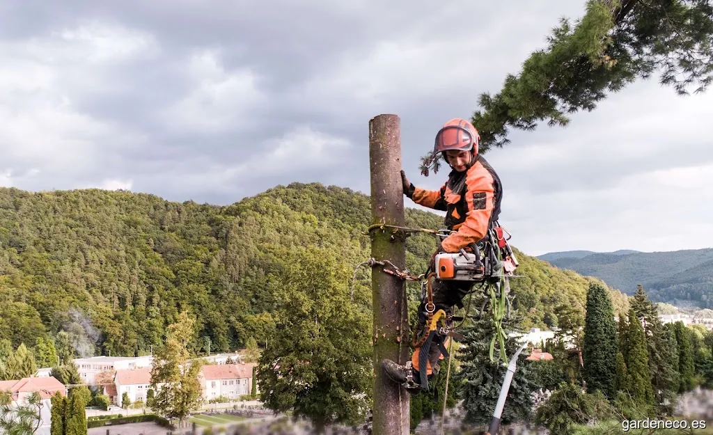 Talados | Podas y Talas