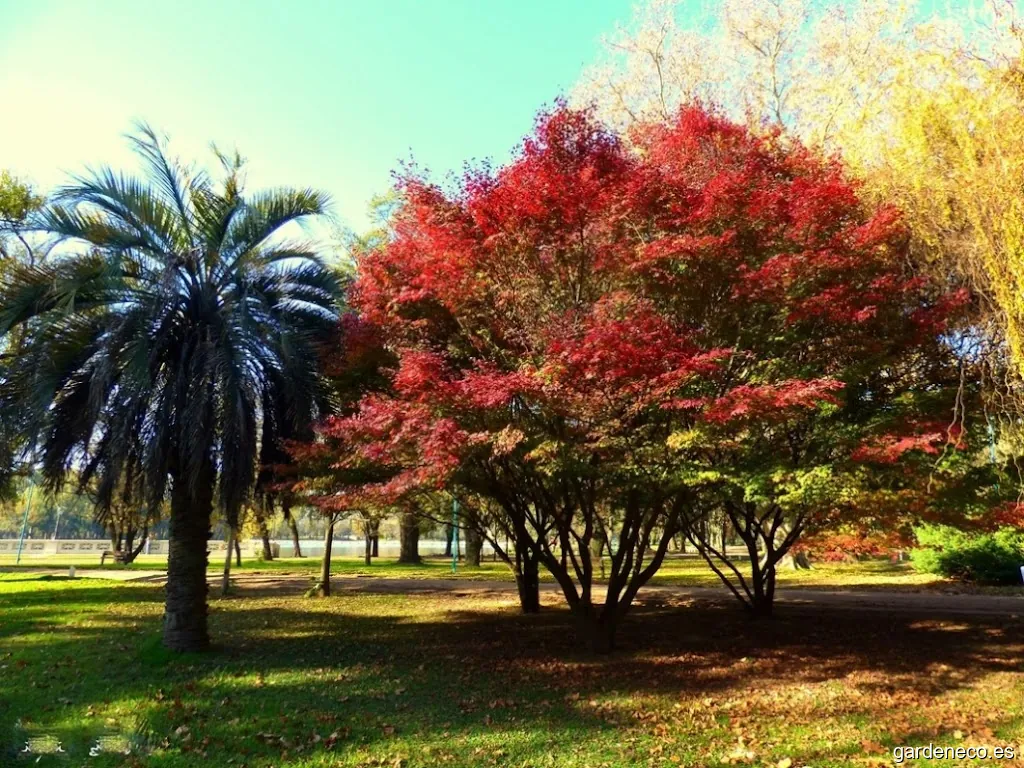 GESTION DE OBRAS PARQUES Y JARDINES