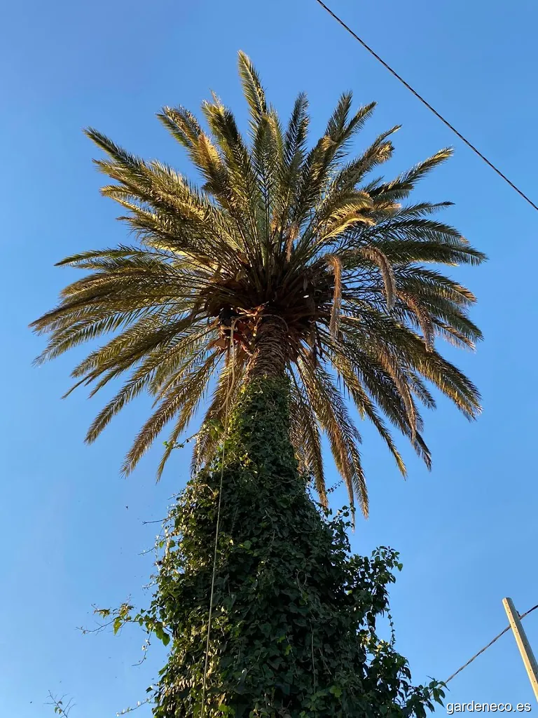 Poda y mantenimiento Palmeras Mar Menor