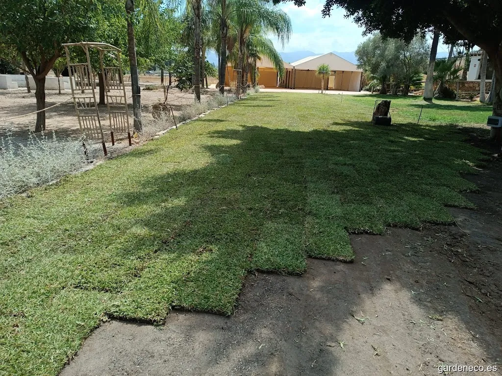 Cesped natural Ringo Rango | Césped natural en tepes