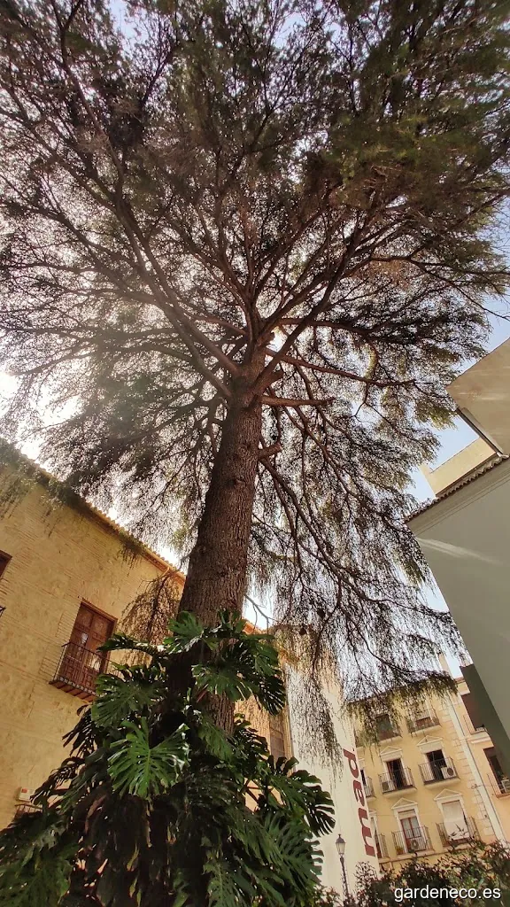 Cedro del atlas centenario.