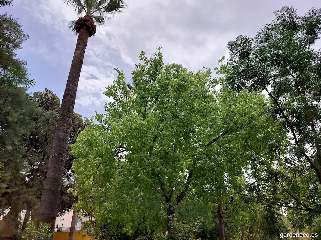 Plantación de especies Autóctonas de Murcia