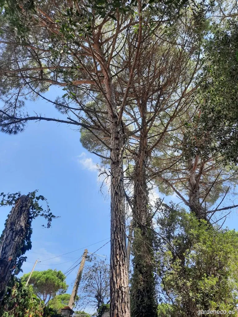 Podas, Talas y Desbroces - MC