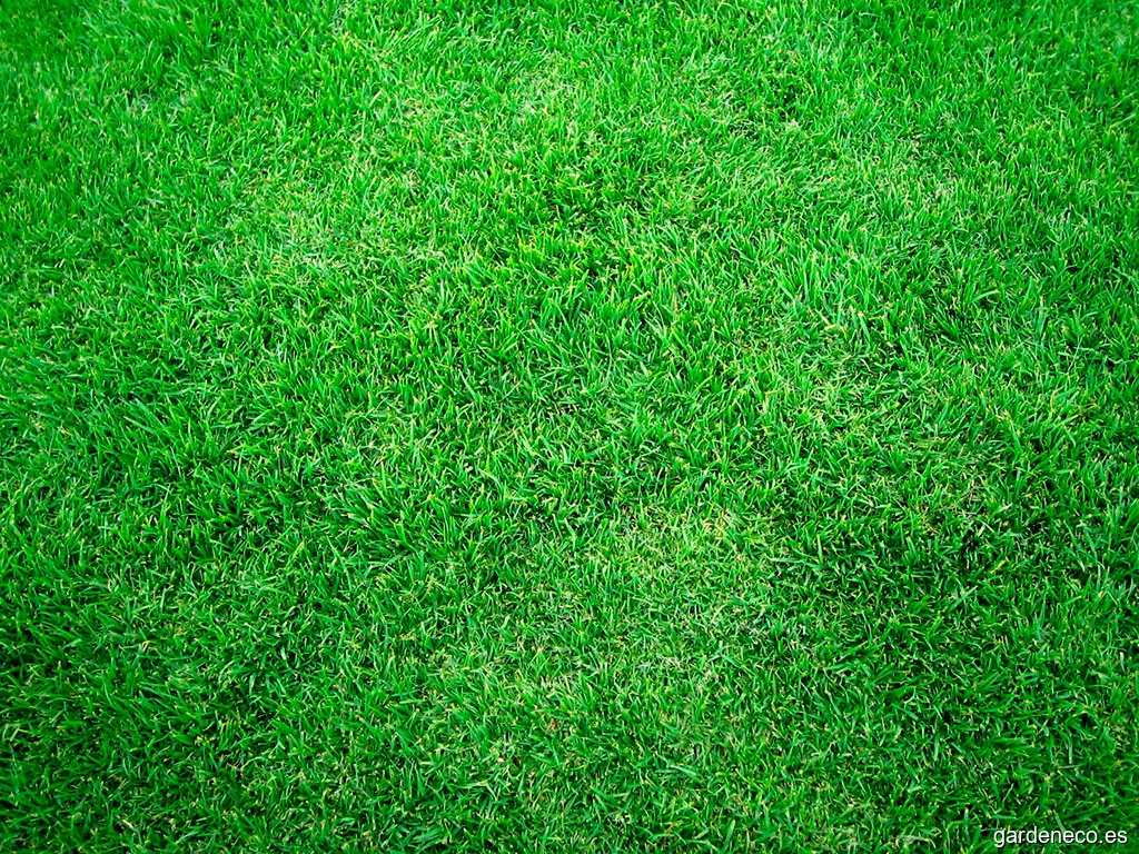 Podas Y Jardines Ariel