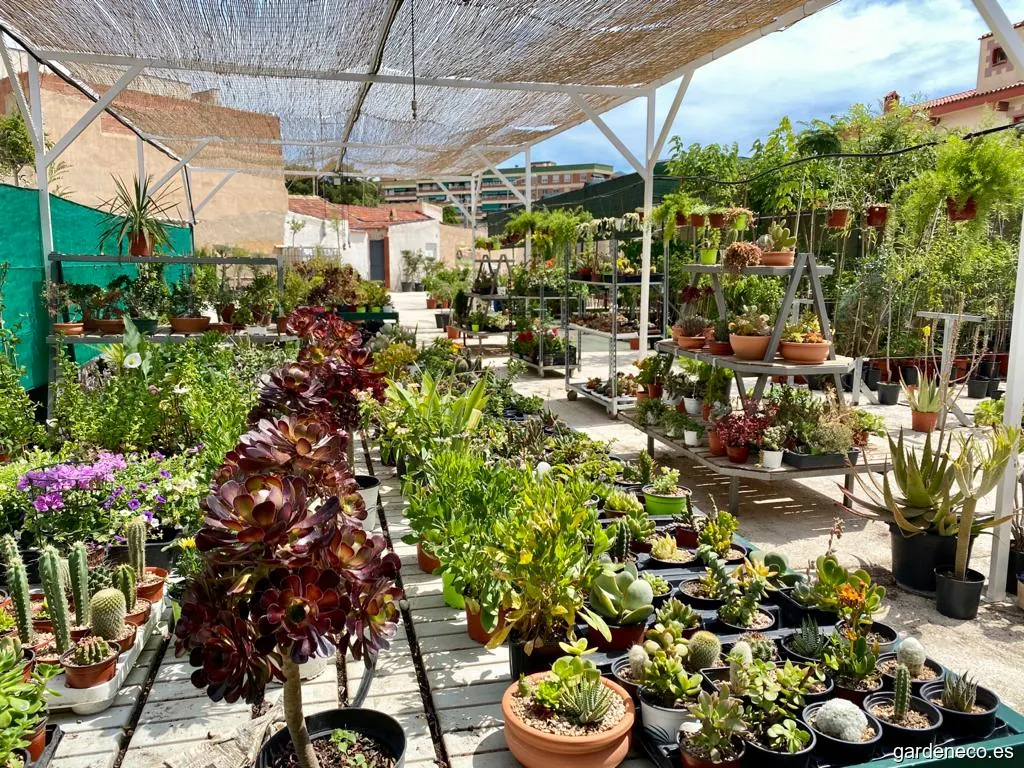 Viveros y jardinería mediterra elda
