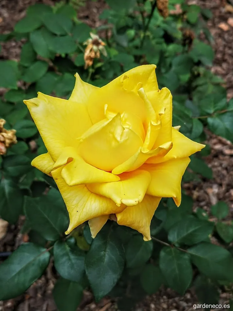 Jardín Jorge Guillén