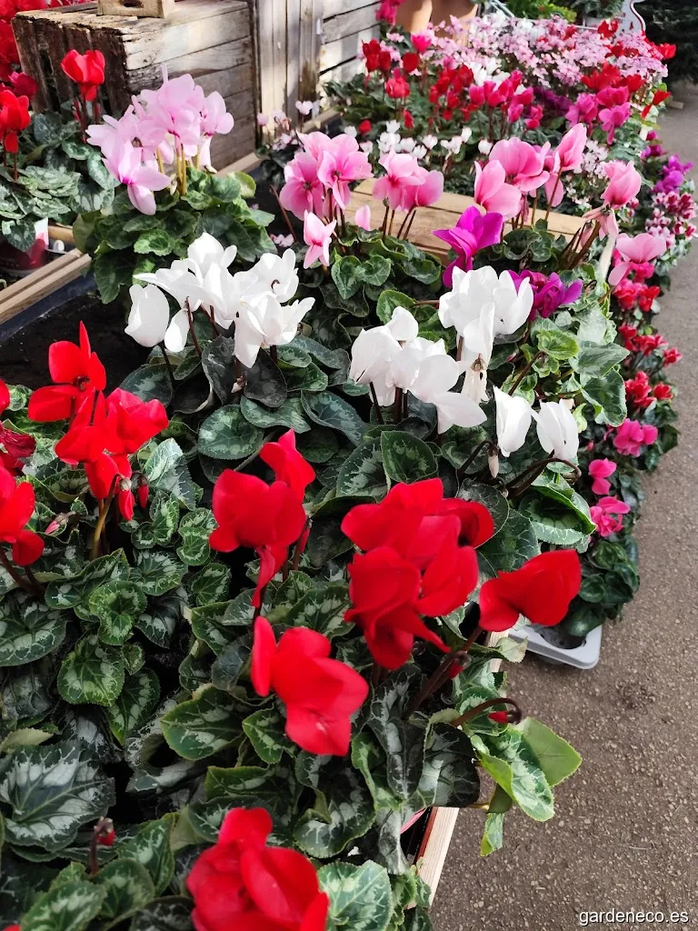 Sage Green Gardening