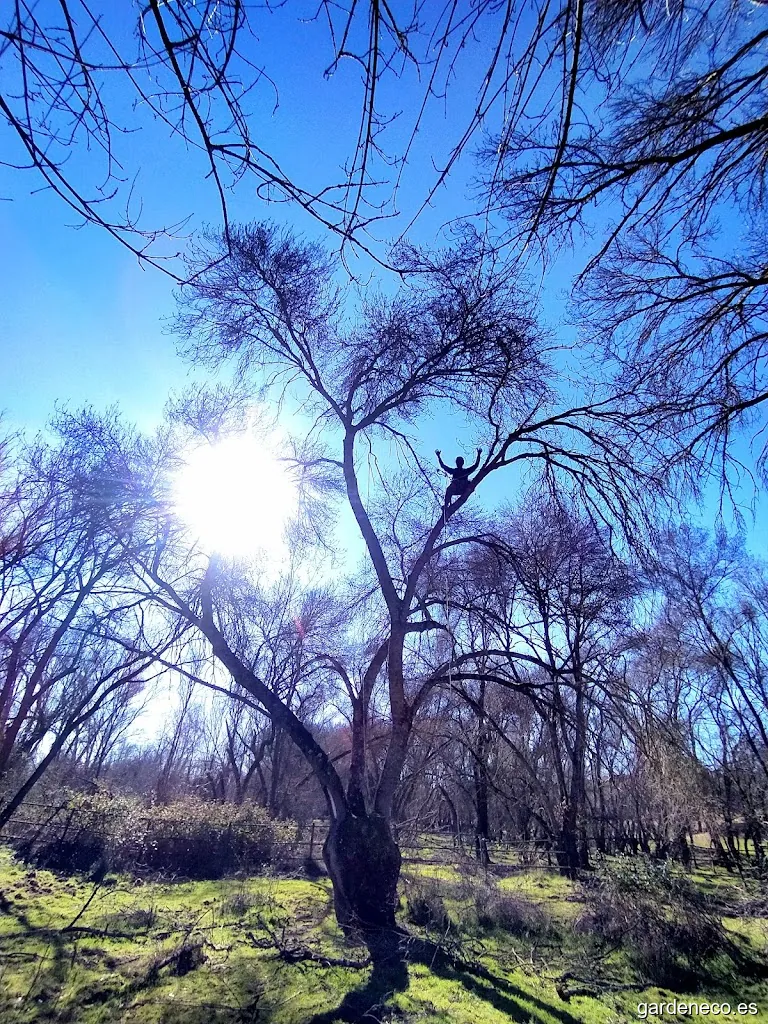 Poda en altura y otros servicios Jardinería Maragil