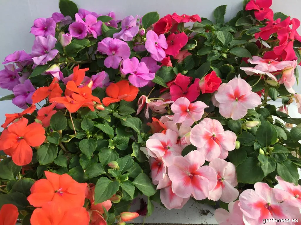 viveros gallardo teruel s.c.p