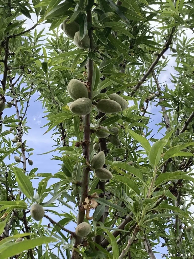 Turanaza Jardines SL