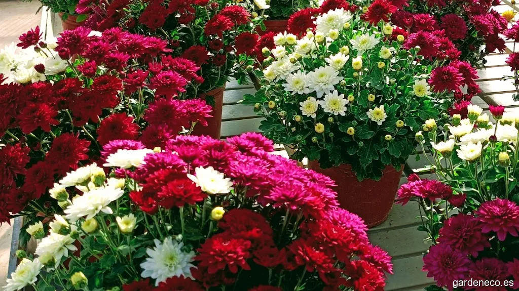 Centro De Jardinería La Morera