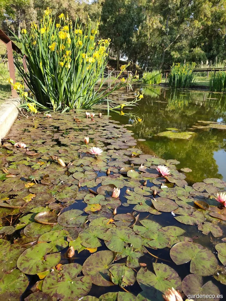Estany de Les Tortugues