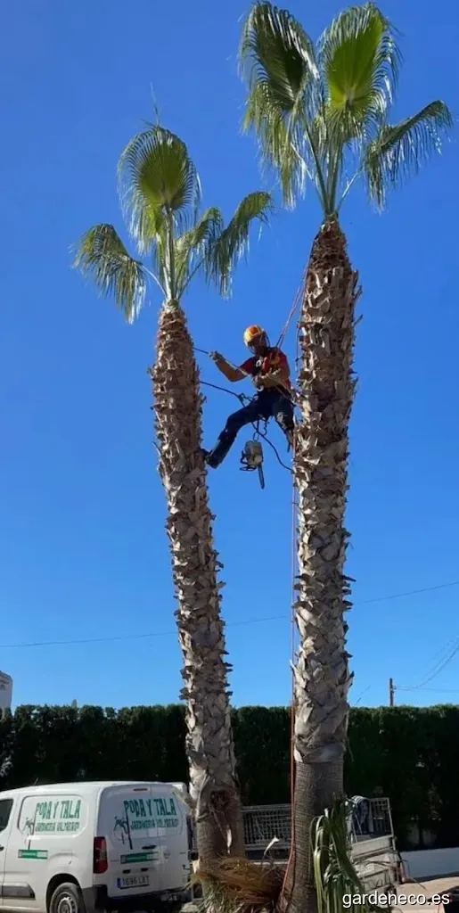 Poda y tala jardinería valparaíso