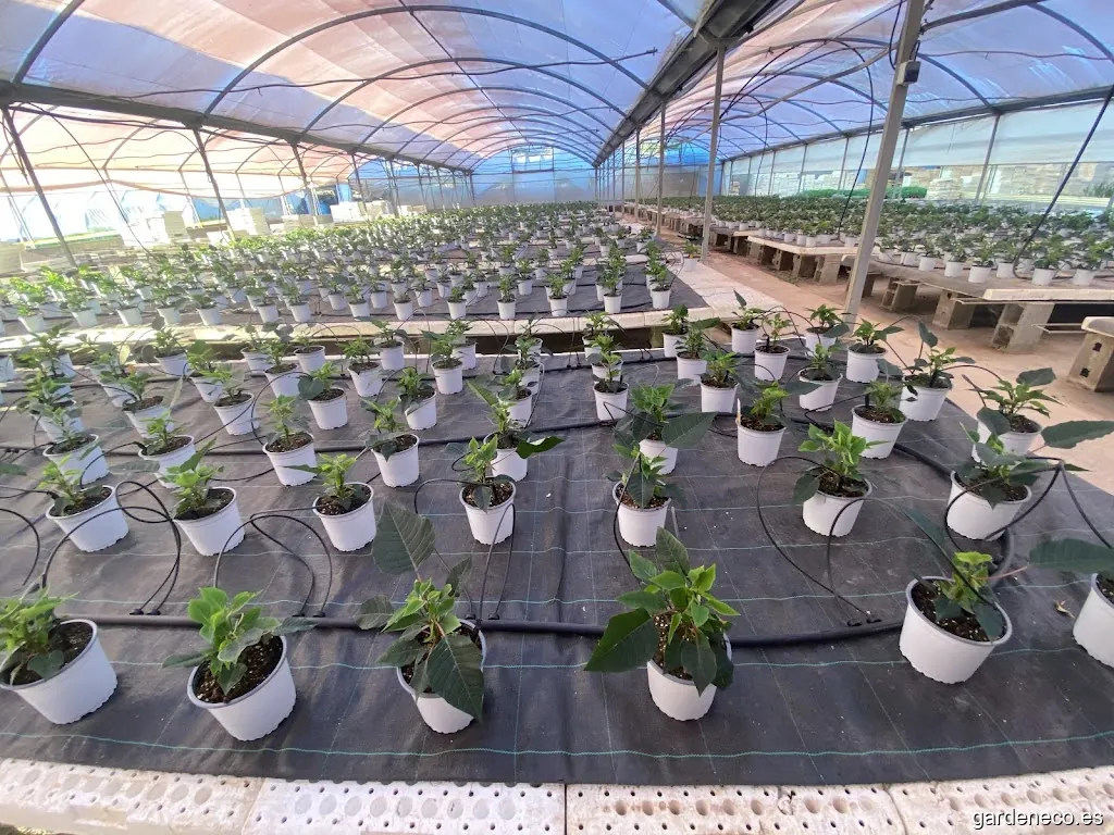 Semilleros cordero Garden centre