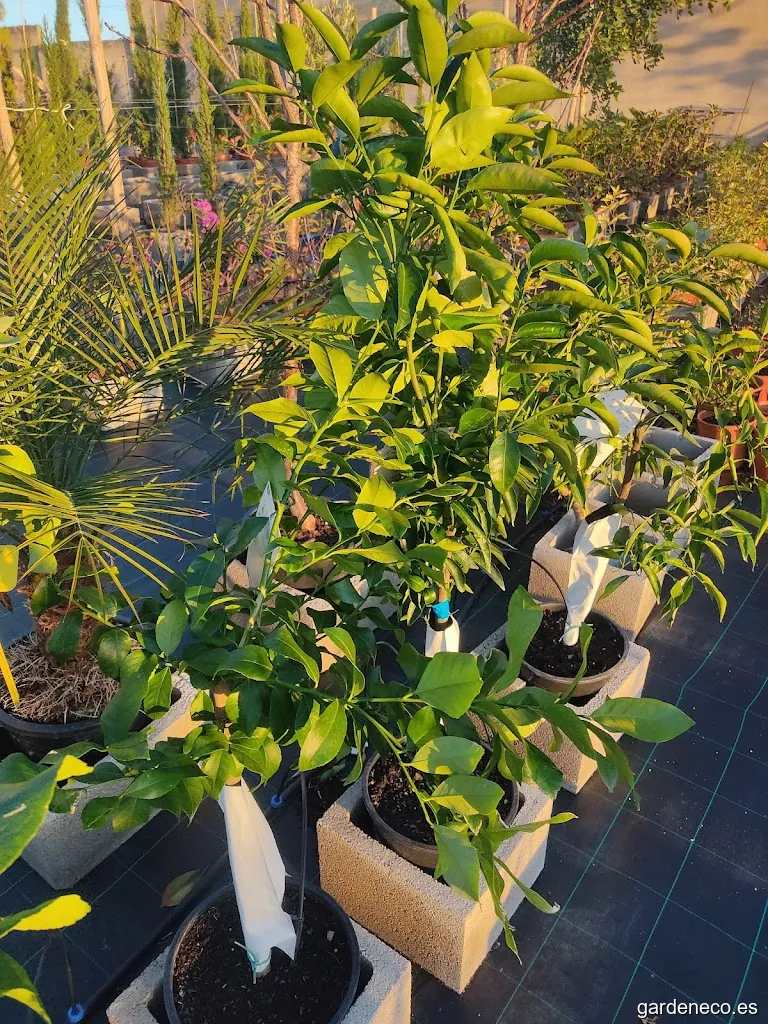 Jardin de Mallorca - Vivero