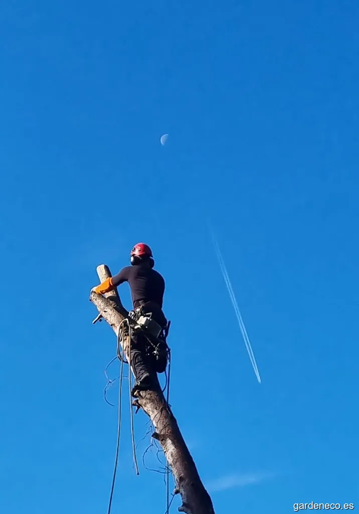 Podas y Talas Octavio