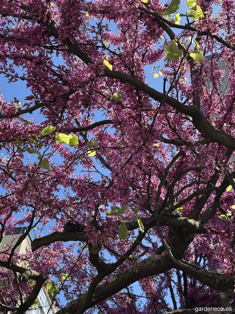 Árbol de Judas o del Amor - Coruña
