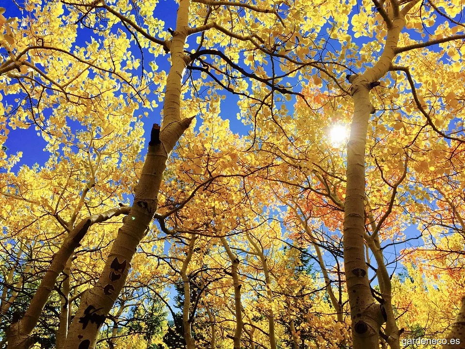 Podas Marno - Empresa de jardinería en Zaragoza