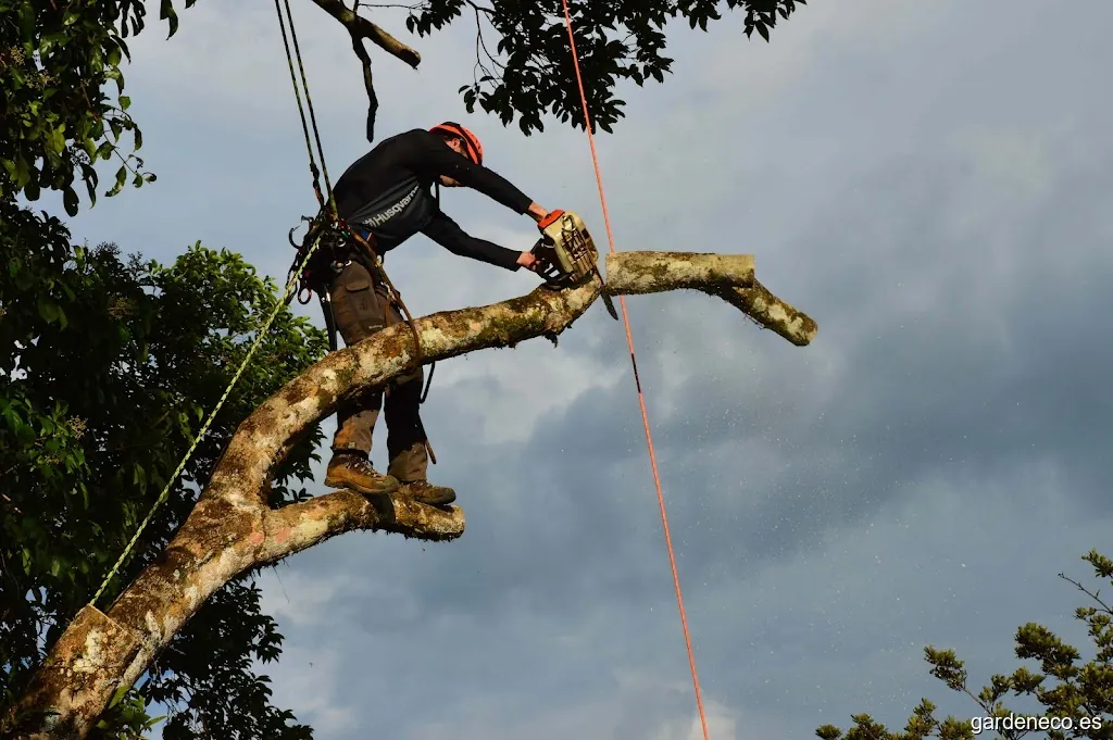 VIVERNATURA Podas y Talas