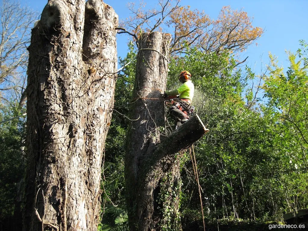 Jardineria Iñigo SL | Poda en altura