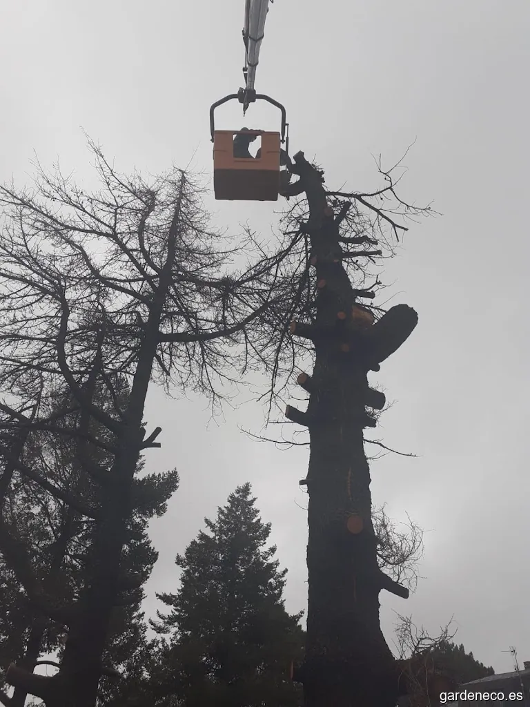 Actividades de Jardinería