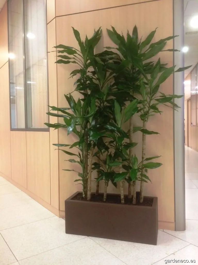 Mantenimiento de plantas de interior en oficinas.